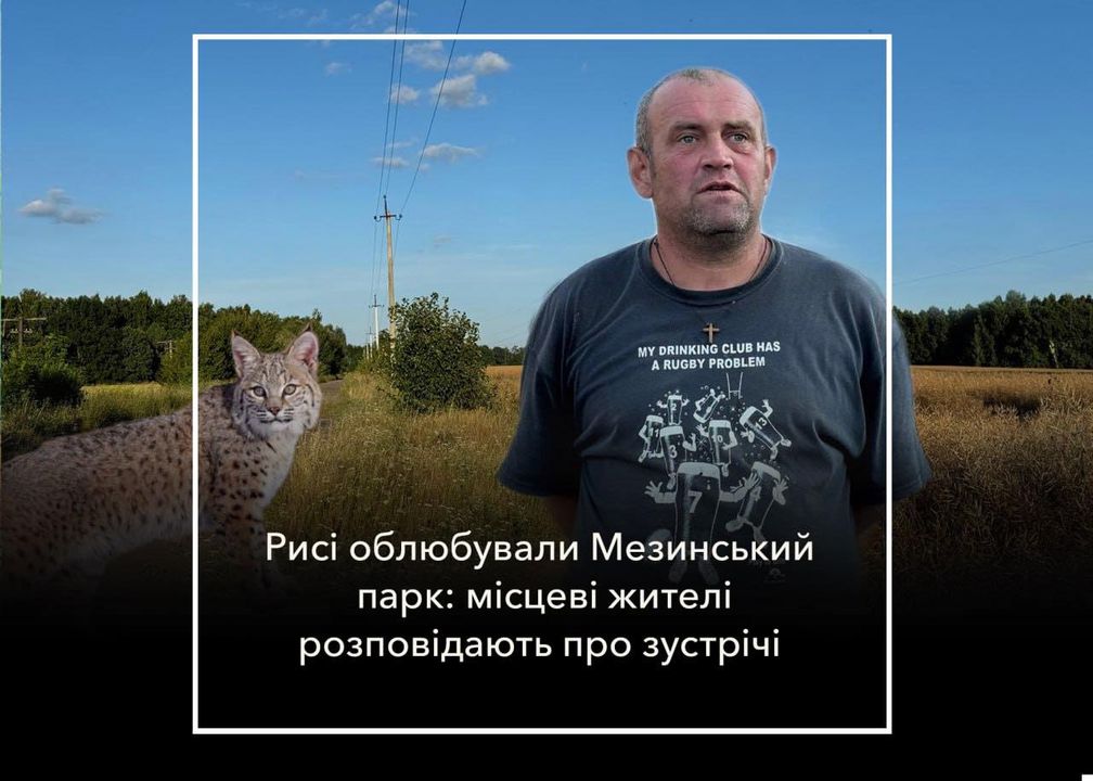 Рись у Мезинському парку: дивовижно, цікаво, але і…небезпечно