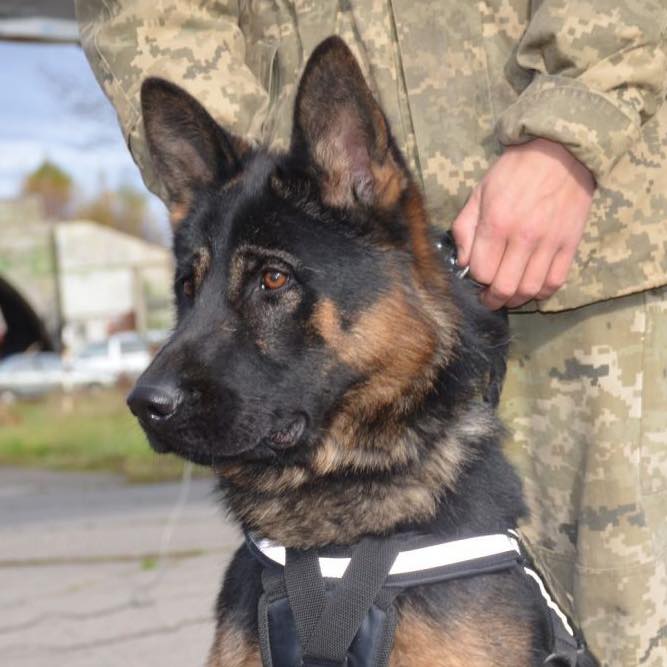 Наркотики у ротовій порожнині: на блокпосту зупинили пасажирку маршрутки «Чернігів — Короп»