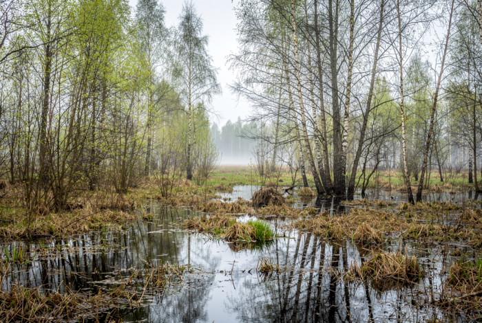 Погода у Коропі на 16.04.2026