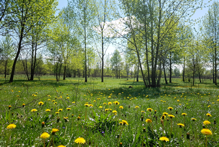 Погода у Коропі на 21.04.2026