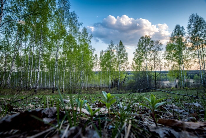 Погода у Коропі на 23.04.2026