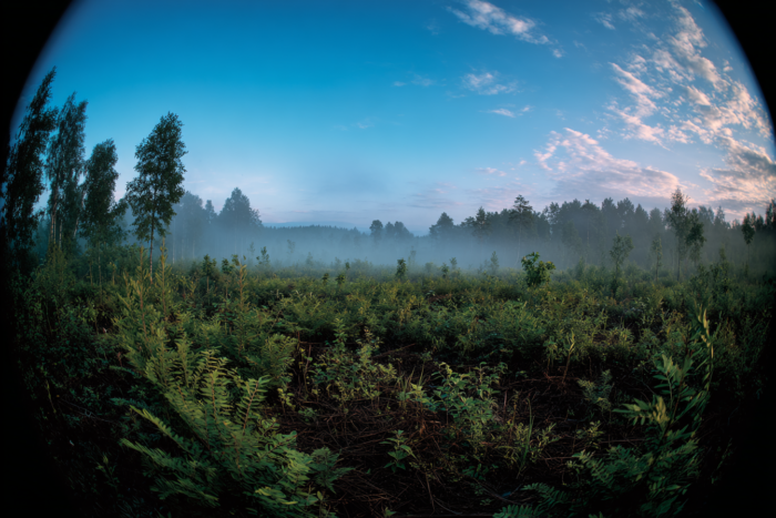 Погода у Коропі на 01.08.2026