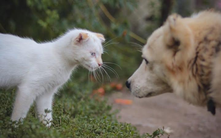 У Сохачах проведуть безкоштовну вакцинацію котів і собак
